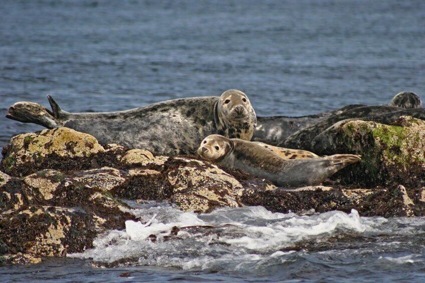 Close up views of seals