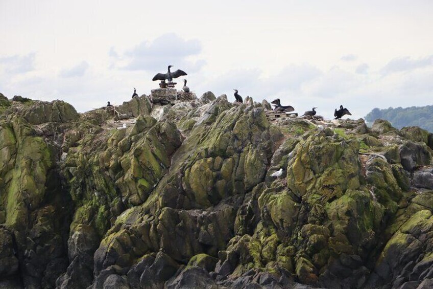 Views of seabirds