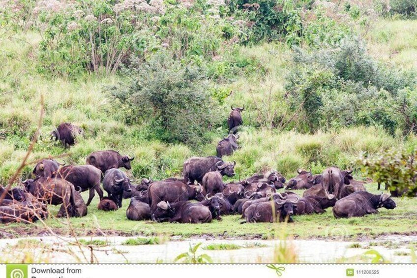6 Days Serengeti Camping Safari