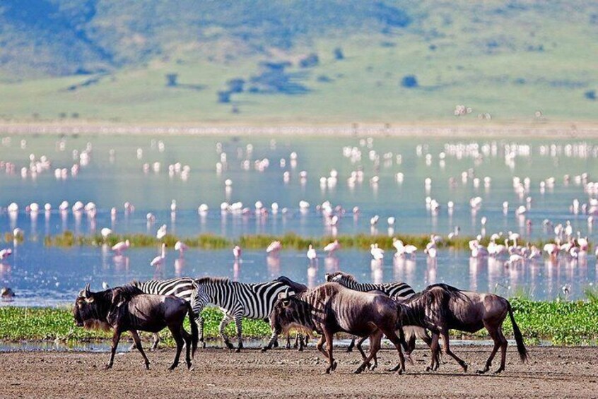 6 Days Serengeti Camping Safari
