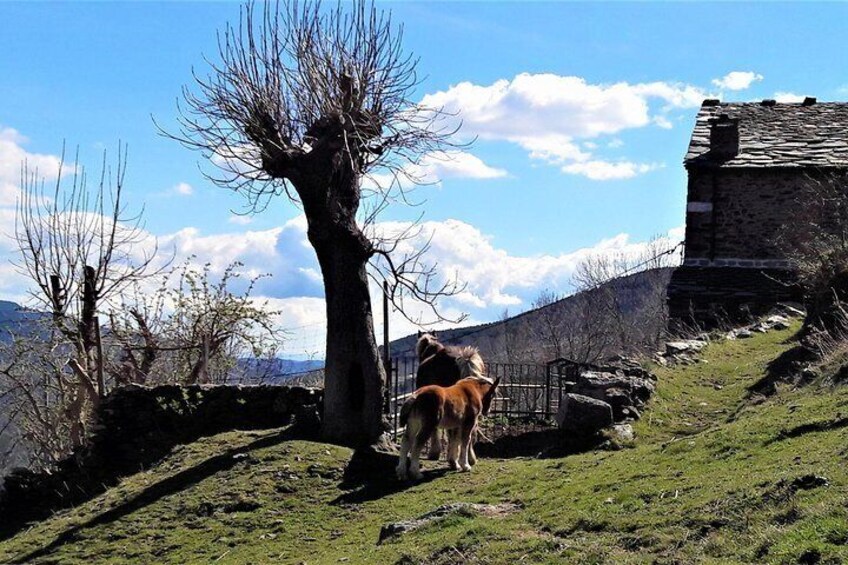 Pyrenees