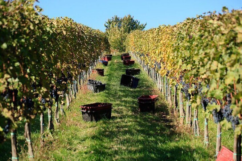 Private wine tasting and sightseeing in the historic town of Eger