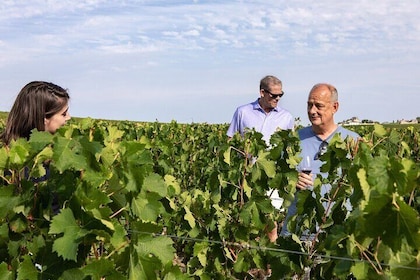 Saint-Emilion Winery Morning Tour with Local Guide