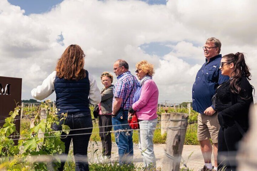 Medoc or St-Emilion Small-Group Wine Tasting and Chateaux Tour from Bordeaux