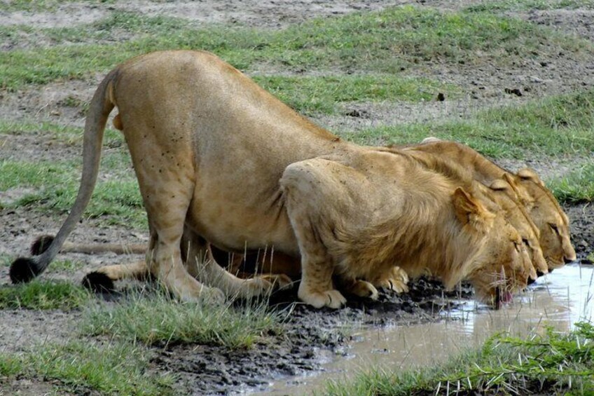 5 Days Serengeti Camping Safari