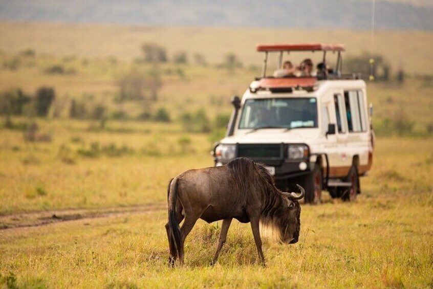 5 Days Serengeti Camping Safari