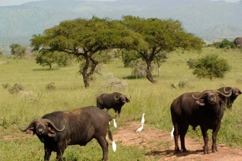 5 Days Serengeti Camping Safari