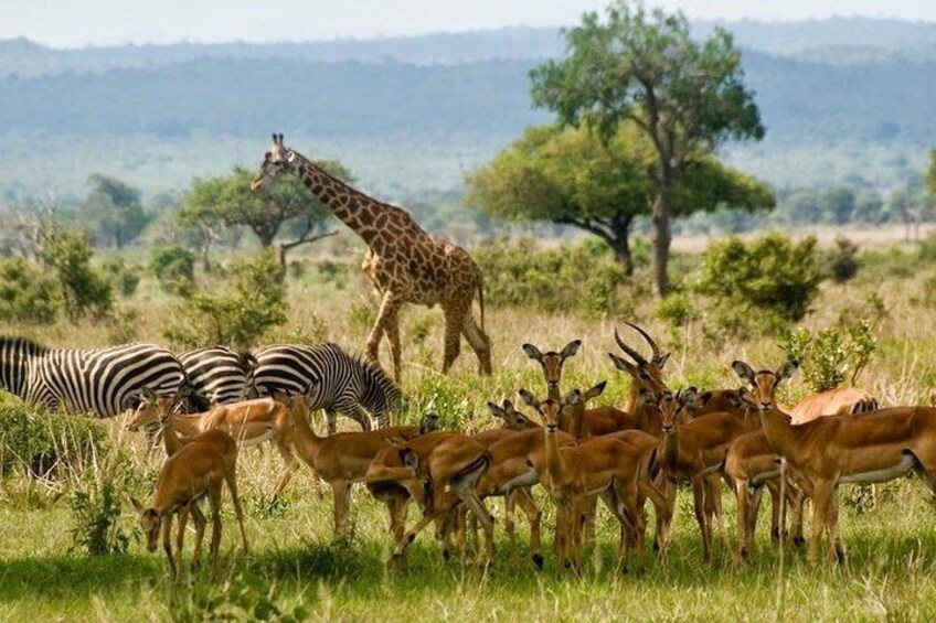 wildlife- https://www.tripadvisor.com/Attraction_Review-g294207-d311535-Reviews-Nairobi_National_Park-Nairobi.html
