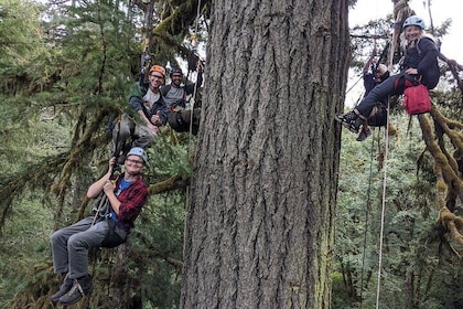 Old-Growth Tree Climbing at Silver Falls State Park