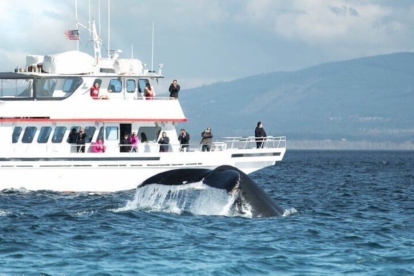 M/V Osprey with a humpback whale