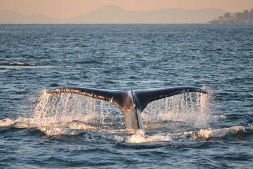 Humpback whale tail