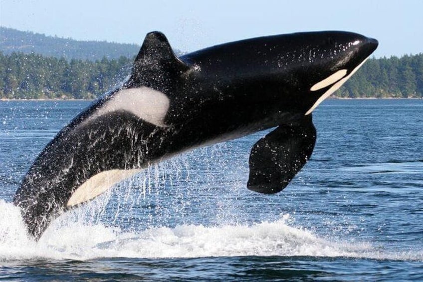 Whale Watching from Friday Harbor