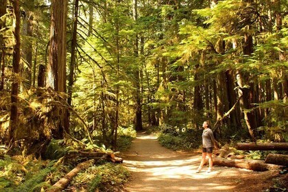Best of Olympic National Park from Seattle: All-Inclusive Small-Group Day T...