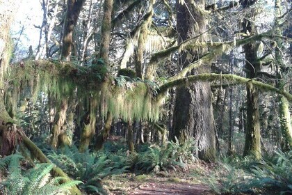Temperate Rainforest Olympic National Park
