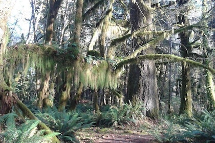 Temperate Rainforest Olympic Mountains