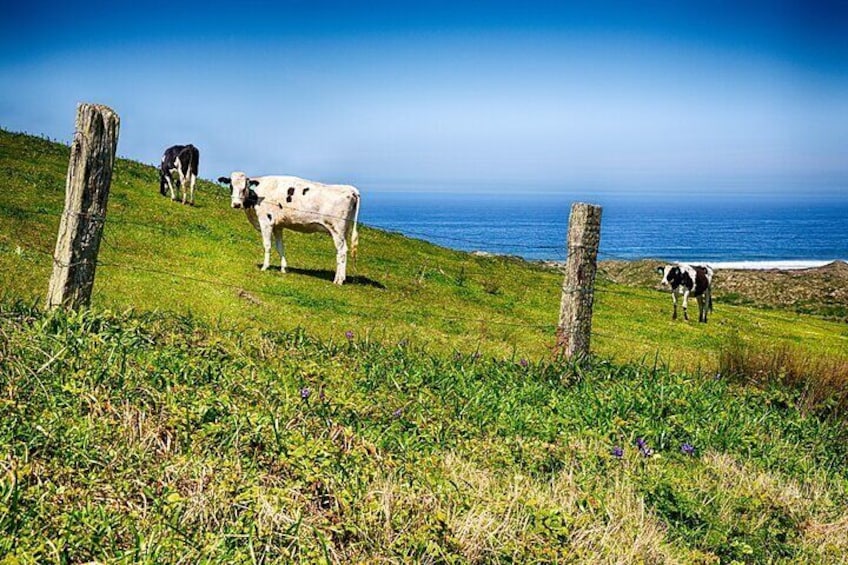 Cow Heaven: A Self-Guided Driving Tour from Point Reyes Seashore to Tomales