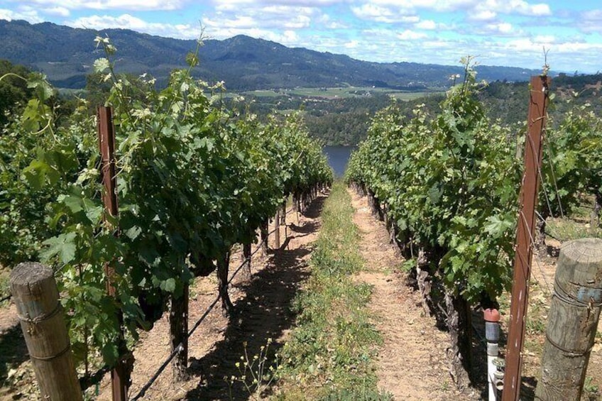 8 Hour Private Wine Country Tour (Sedan, SUV or Limo)