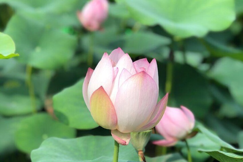 Catch the lotus Macau flower blossom in June