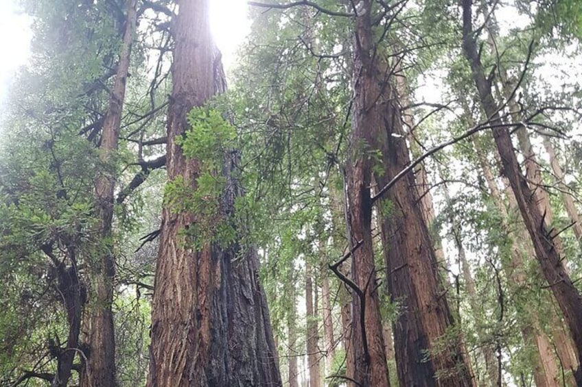 Muir Woods and Sausalito Small-Group Tour