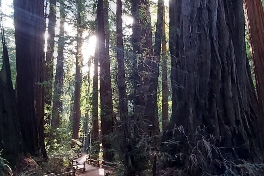 Muir Woods and Sausalito Small-Group Tour