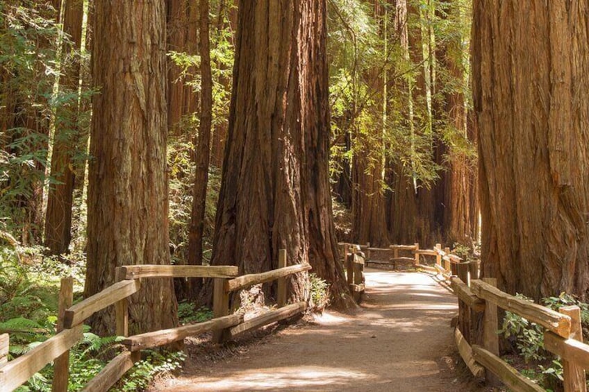 Alcatraz with Muir Woods and Sausalito Tour