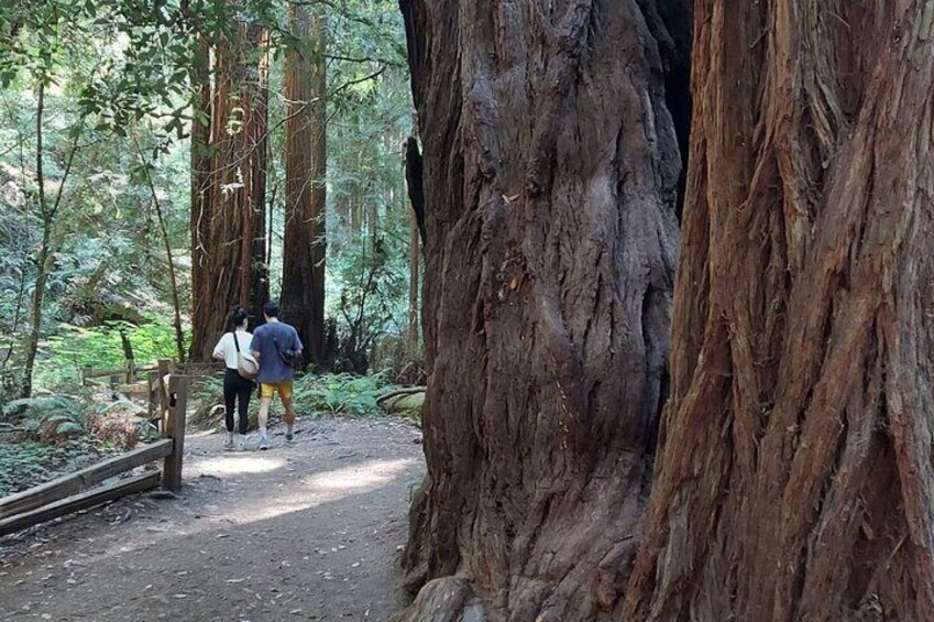 Alcatraz with Muir Woods and Sausalito Tour