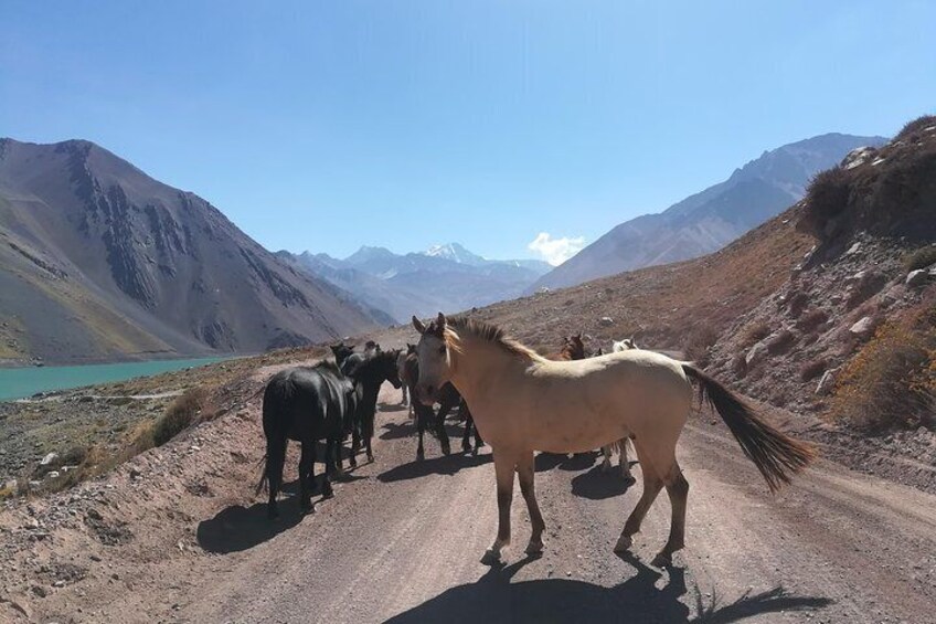 Day Trip to Cajon Del Maipo from Santiago