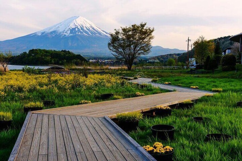 Oishi Park is home to more than 70 different types of flowers 