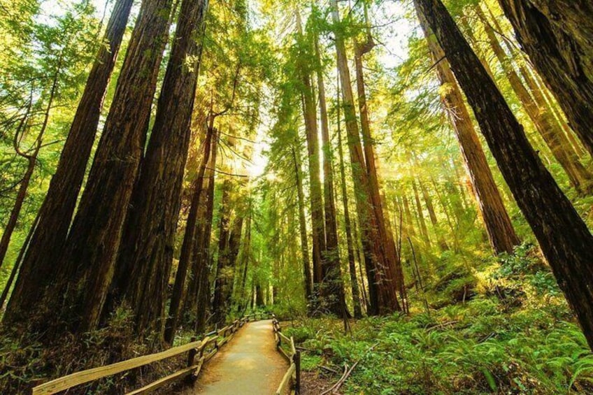 The best way to get to Muir Woods