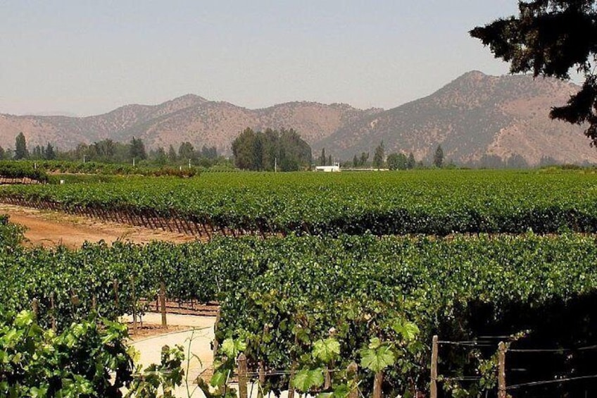 Concha y Toro Vineyard