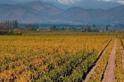 Half Day Trip to Cousiño Macul Vineyard from Santiago - Wine Tasting Includ...