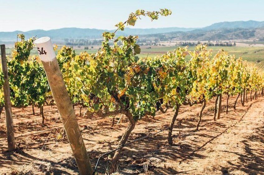 Casas del Bosque Vineyard