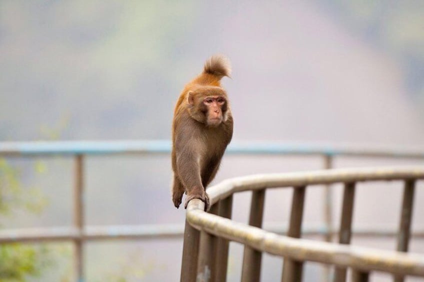 Macaque, a common sight in the hills above Kowloon
