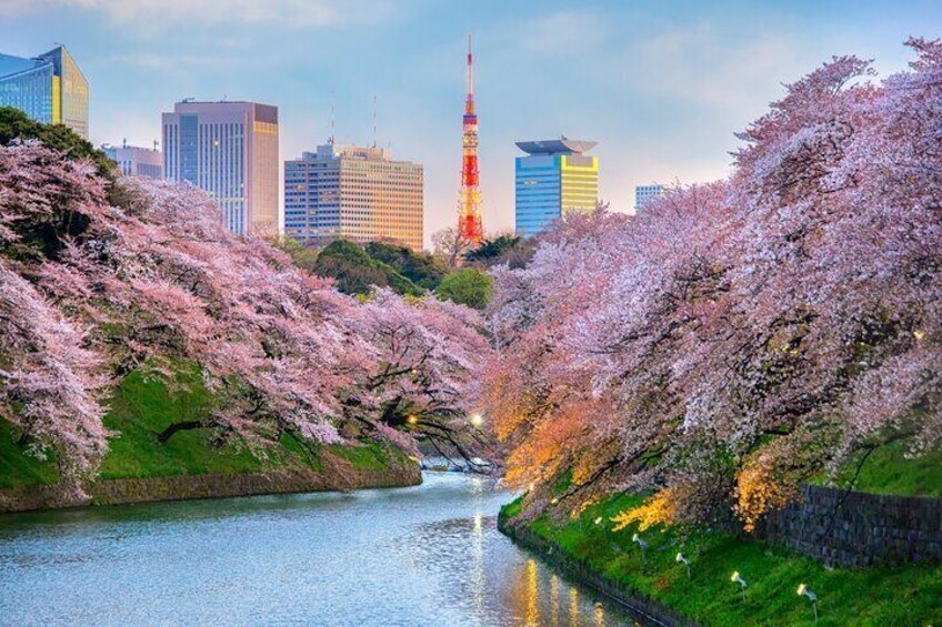 Tokyo Private Sightseeing Tour by English Speaking Chauffeur 