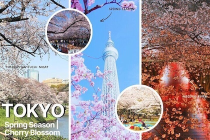 Privésightseeingtour van 1 dag door Tokio - Engelssprekende chauffeur