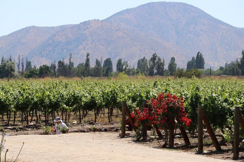 Maipo Valley Top Wineries Private Tours and Tastings from Santiago