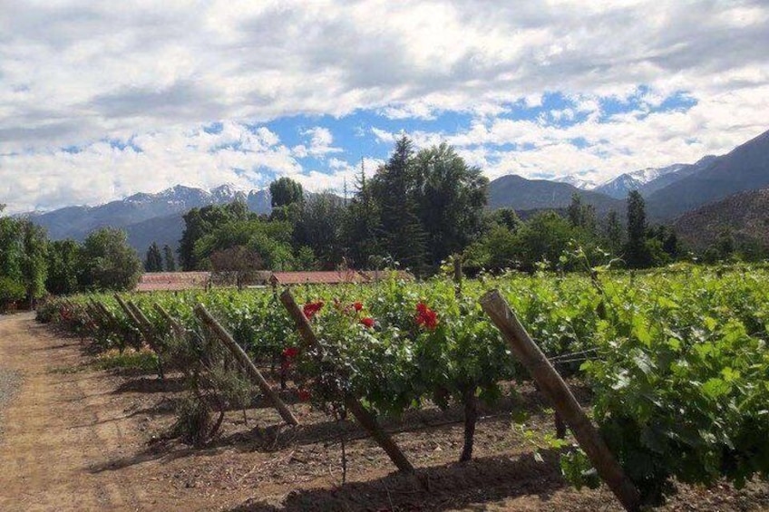 In Situ Winery. San Esteban Vineyard, Aconcagua Valley