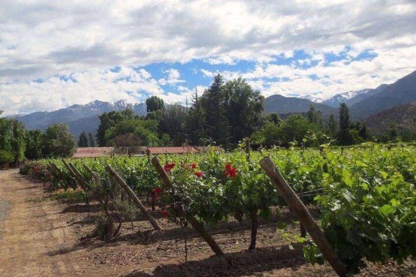 In Situ Winery. San Esteban Vineyard, Aconcagua Valley