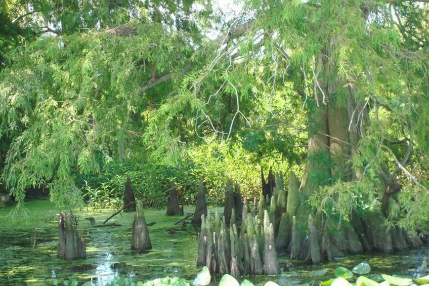 90-min Everglades Airboat Tour in Central Florida