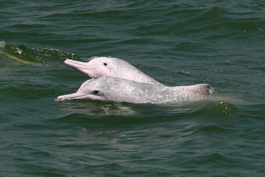 Hong Kong Dolphin Watch Tour