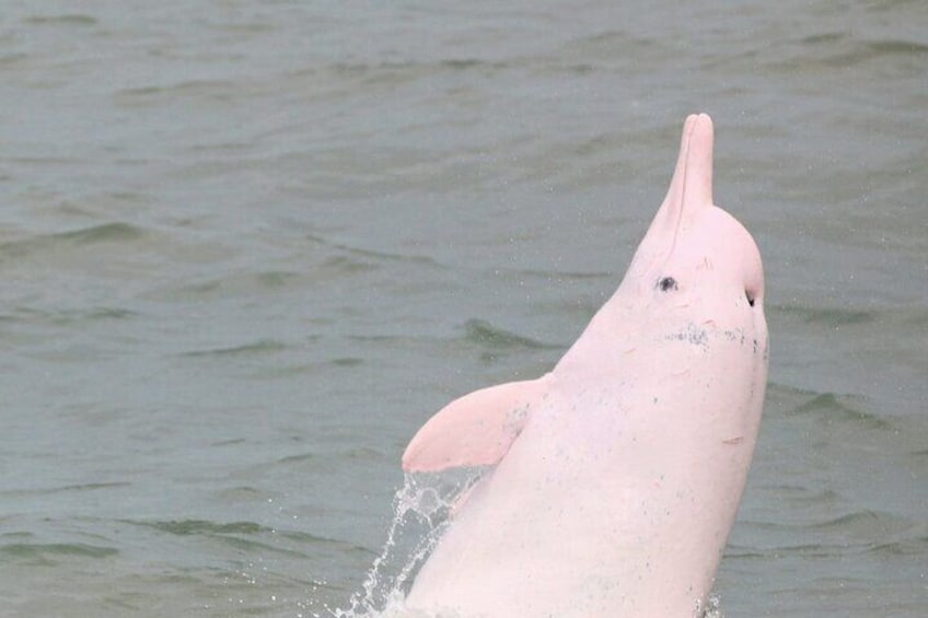 Chinese White Dolphin (taken with zoom lens)