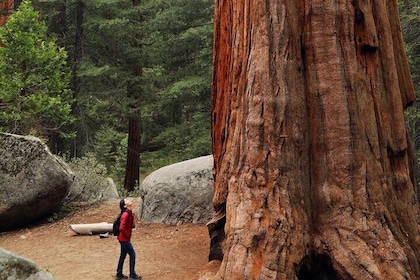 Small Group Redwoods, California Coast & Sausalito Day Trip from San Franci...