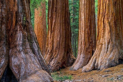Small Group Giant Redwoods and Russian River Wine Country Trip 