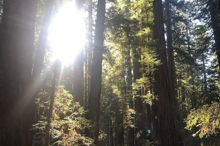 Small Group Redwoods and Wine Country Trip Including Wine Tasting and Cave Tour