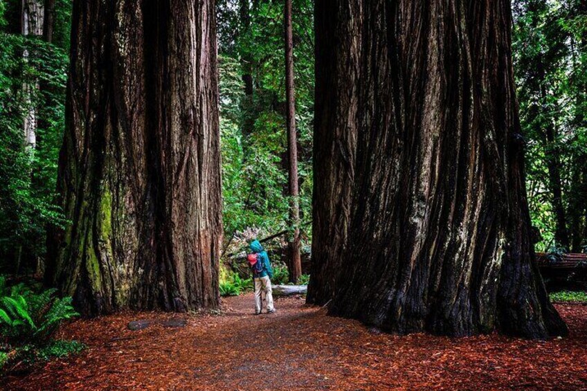 Small Group Giant Redwoods and Russian River Wine Country Trip