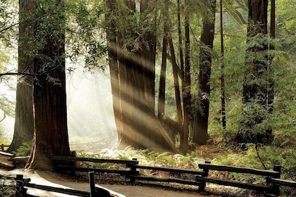 Custom Muir Woods and Napa Wine Tour From San Francisco