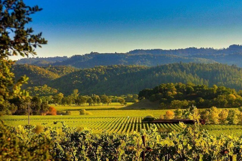 West Sonoma Valleys have the best Pinot Noir and Syrah!