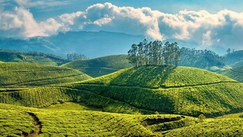 Day Trip To Munnar from Cochin