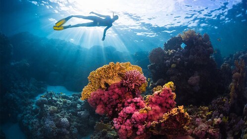 Ras Mohammed snorkeling sea tour by boat From Sharm El Sheikh