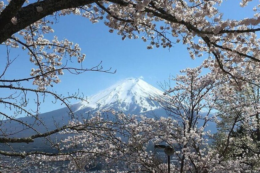 Cherry blossom and Fuji